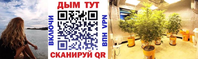 купить наркотики сайты  Тайшет  Каннабис семена 